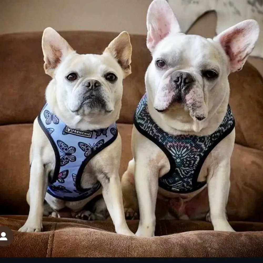 Frenchie harness butterfly Print